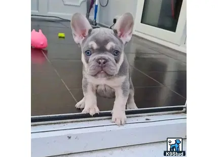 a small french bulldog puppy on a window sill